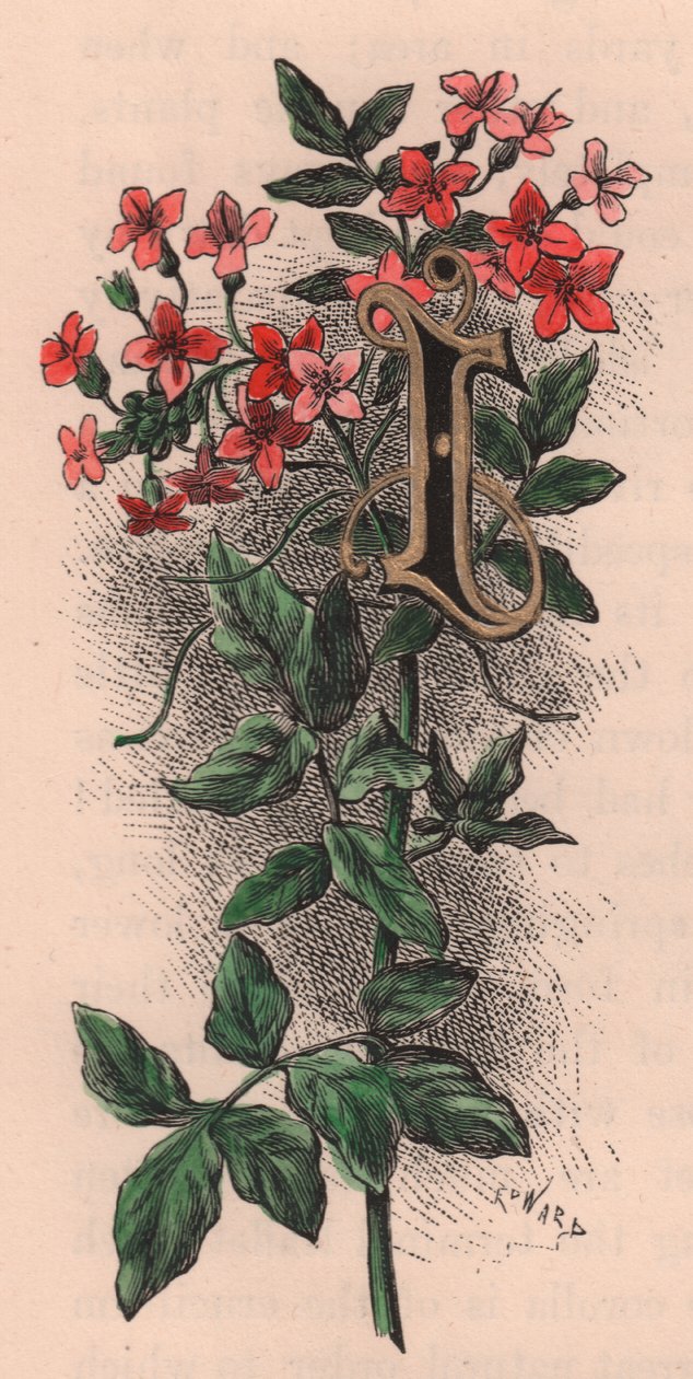 Bogstav I, drop cap letter, akvarelgravering, cm 10x5, af Frederick Edward Hulme (1841-1909) fra The familiar Garden Flower, ca. 1880 af Frederick Edward Hulme