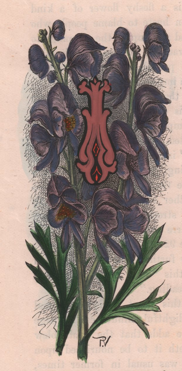 Bogstav I, drop cap letter, akvarelgravering, cm 10x5, af Frederick Edward Hulme (1841-1909) fra The familiar Garden Flower, ca. 1880 af Frederick Edward Hulme