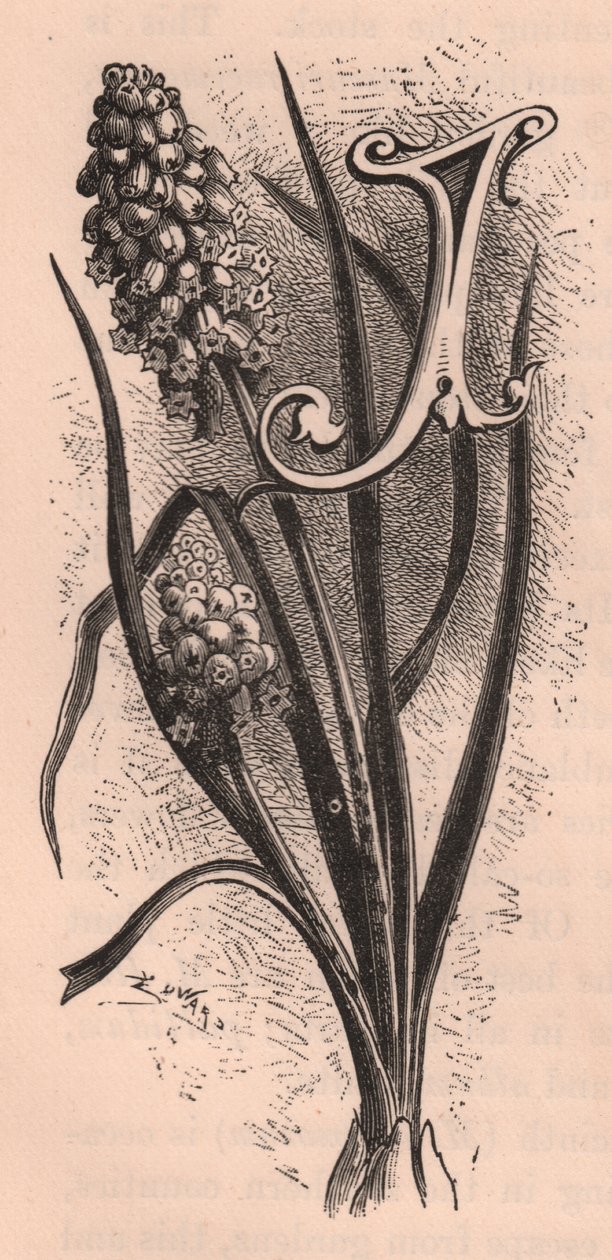 Bogstav J, drop cap bogstav, gravering, cm 10x5, af Frederick Edward Hulme (1841-1909) fra The familiar Garden Flower, ca. 1880 af Frederick Edward Hulme