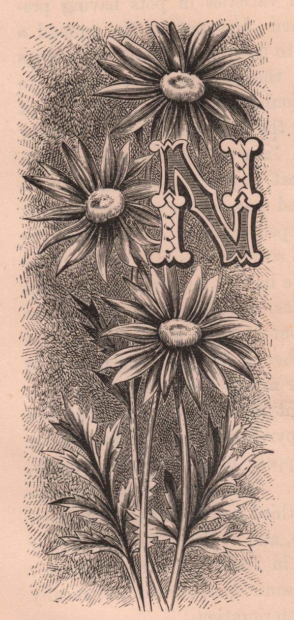 Bogstav N, drop cap bogstav, gravering, cm 10x5, af Frederick Edward Hulme (1841-1909) fra The familiar Garden Flower, ca. 1880 af Frederick Edward Hulme