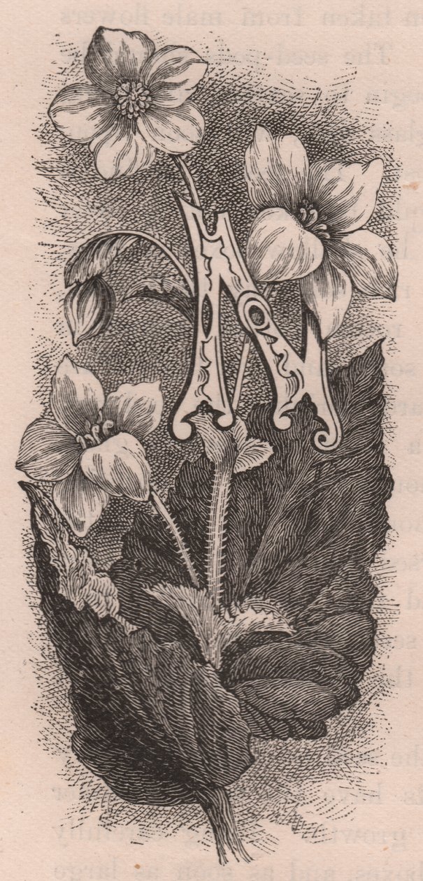 Bogstav N, drop cap bogstav, gravering, cm 10x5, af Frederick Edward Hulme (1841-1909) fra The familiar Garden Flower, ca. 1880 af Frederick Edward Hulme