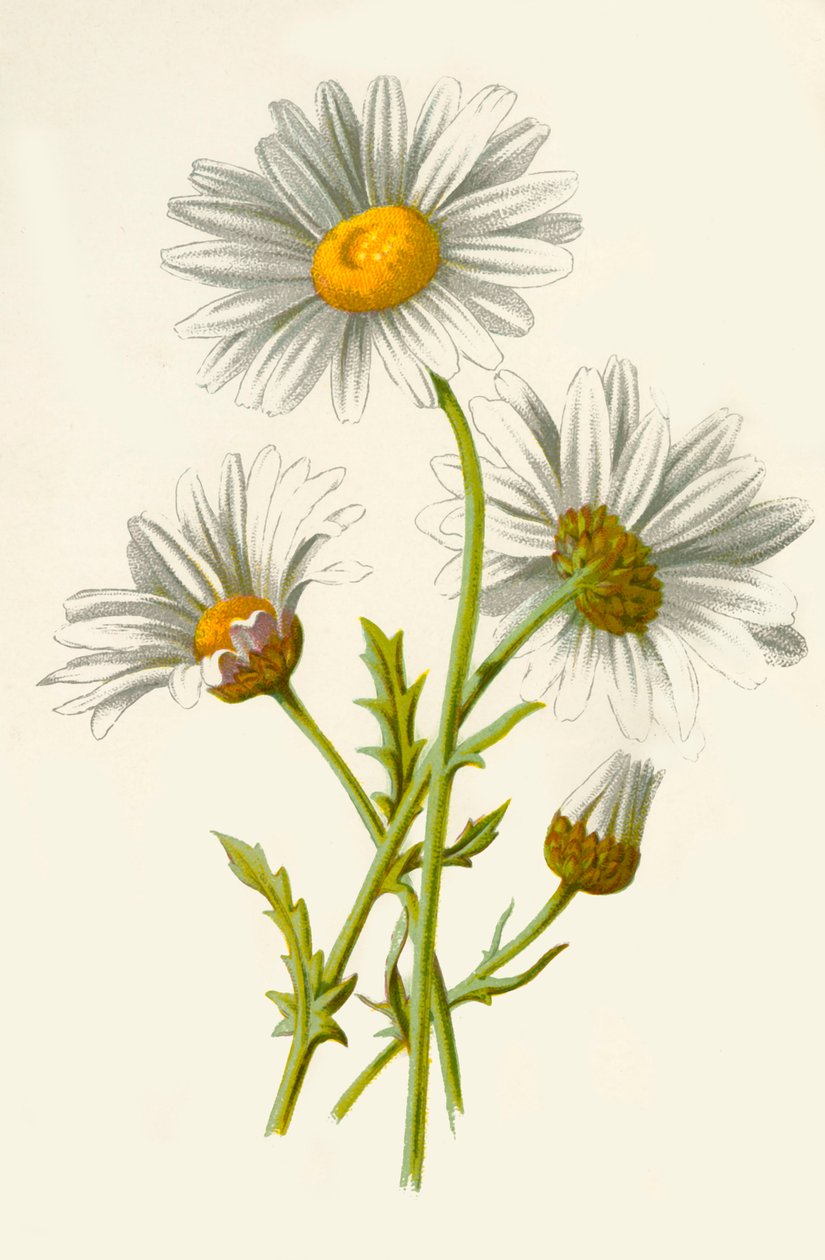 Ox-Eye Daisy, 1877. af Frederick Edward Hulme
