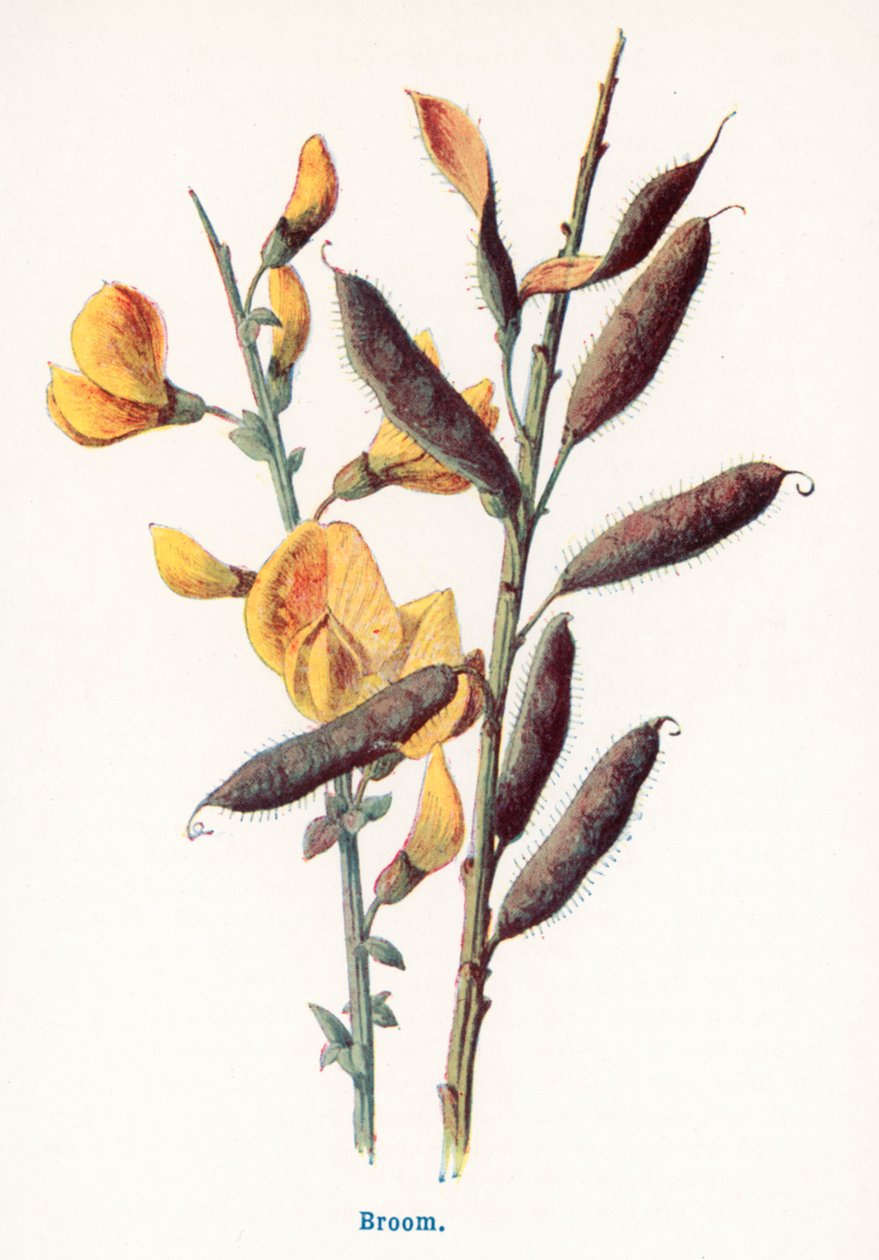  af Frederick Edward Hulme