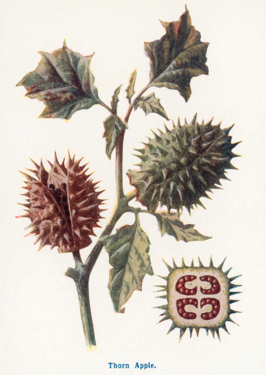  af Frederick Edward Hulme