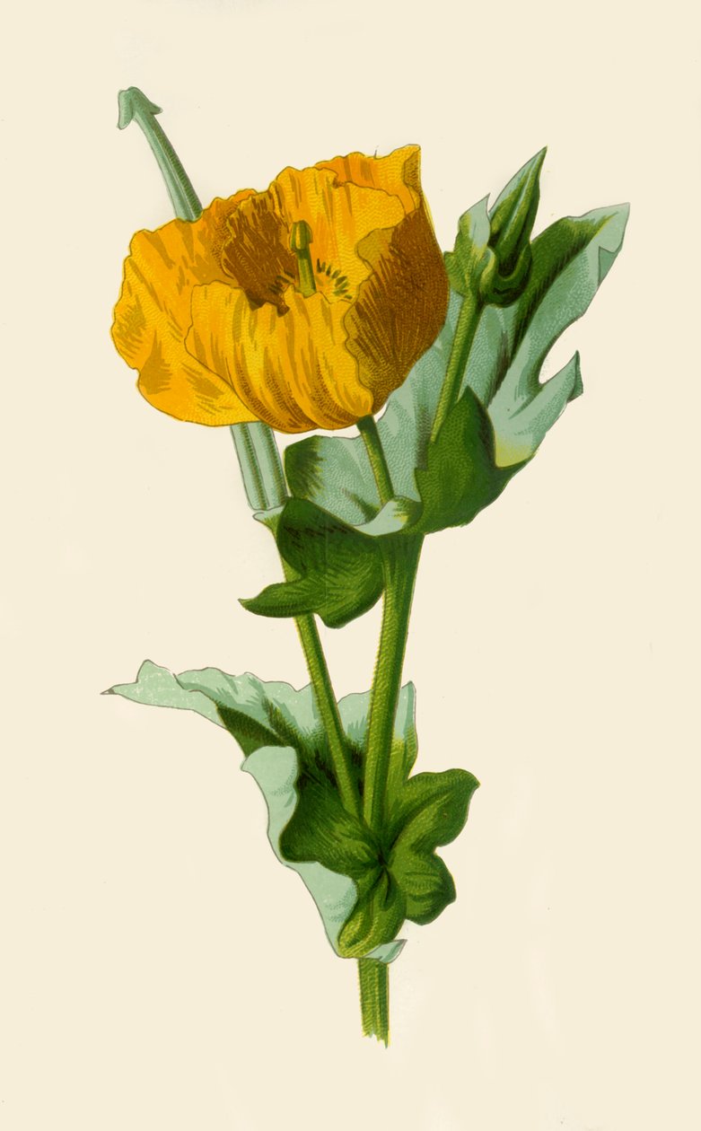 Gulhornet valmue, 1877. af Frederick Edward Hulme