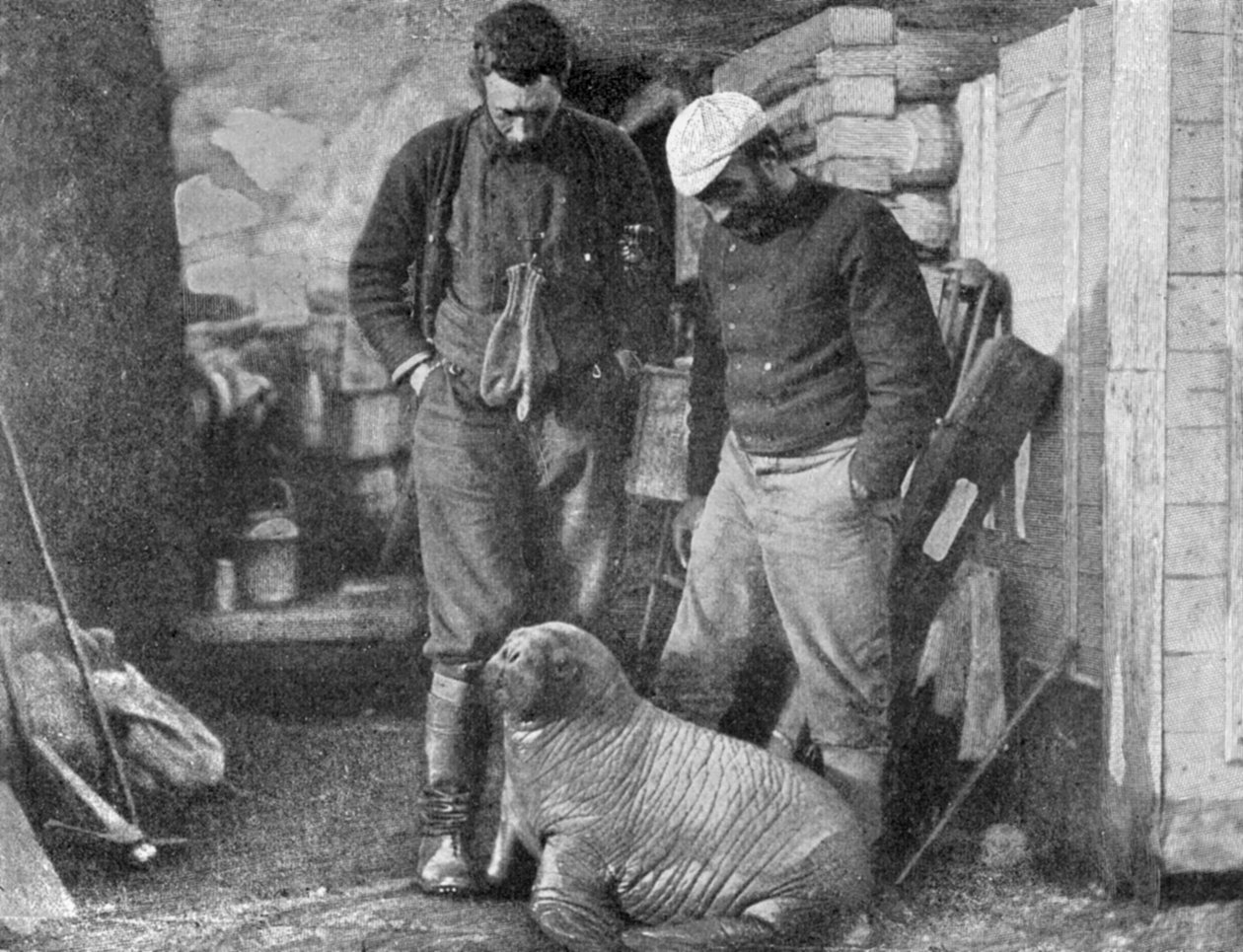 Hvalrosunge, 1899. af Frederick George Jackson