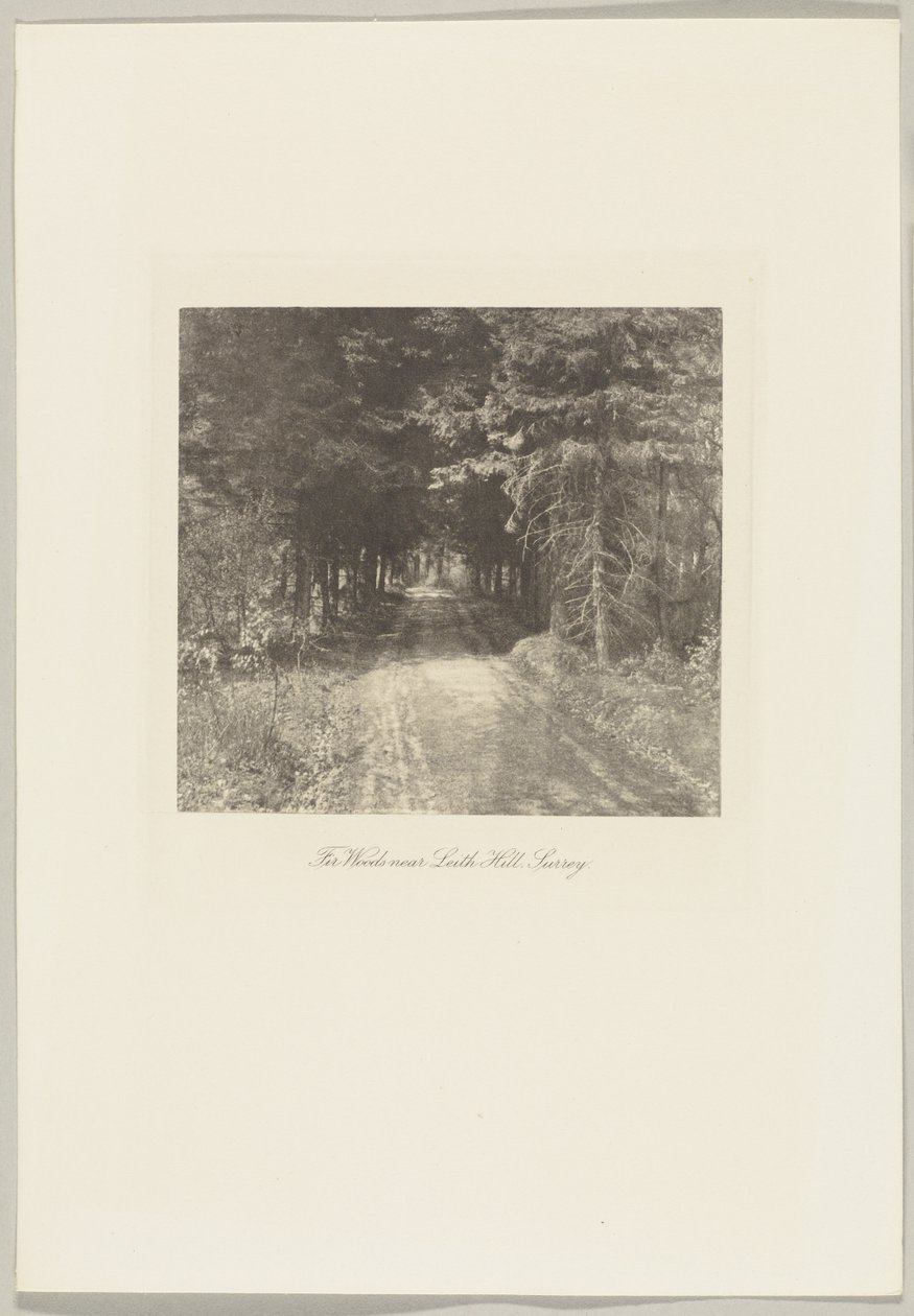 Granskoven nær Leith Hill, Surrey af Frederick H. Evans