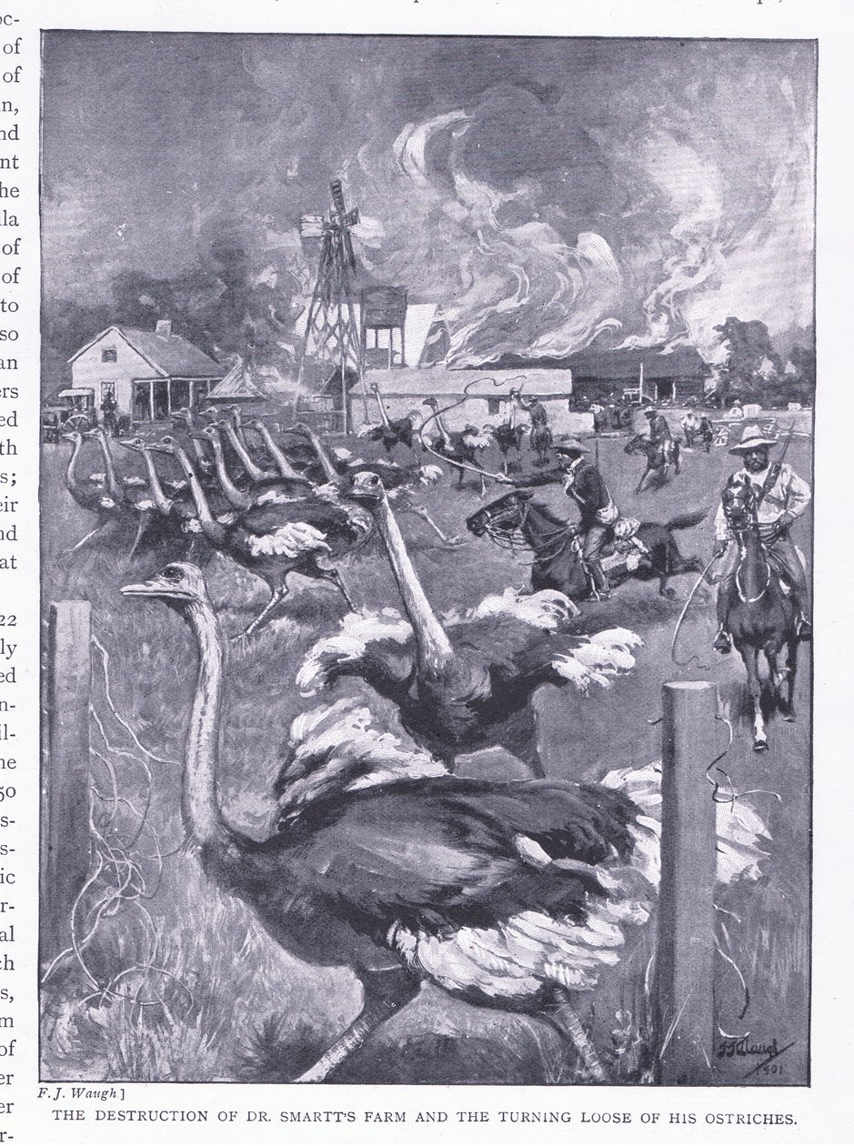 Ødelæggelsen af Dr. Smarts gård og strudsernes løsnelse, fra After Pretoria: The Guerilla War udgivet af Harmsworth Bros Limited, 1901 af Frederick Judd Waugh