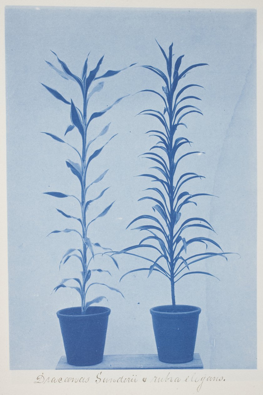 Draconas Sunderii et rubia elogans, slutningen af det 19.-begyndelsen af det 20. århundrede (cyanotype på cremevævet papir) af Frederick K. Coulson