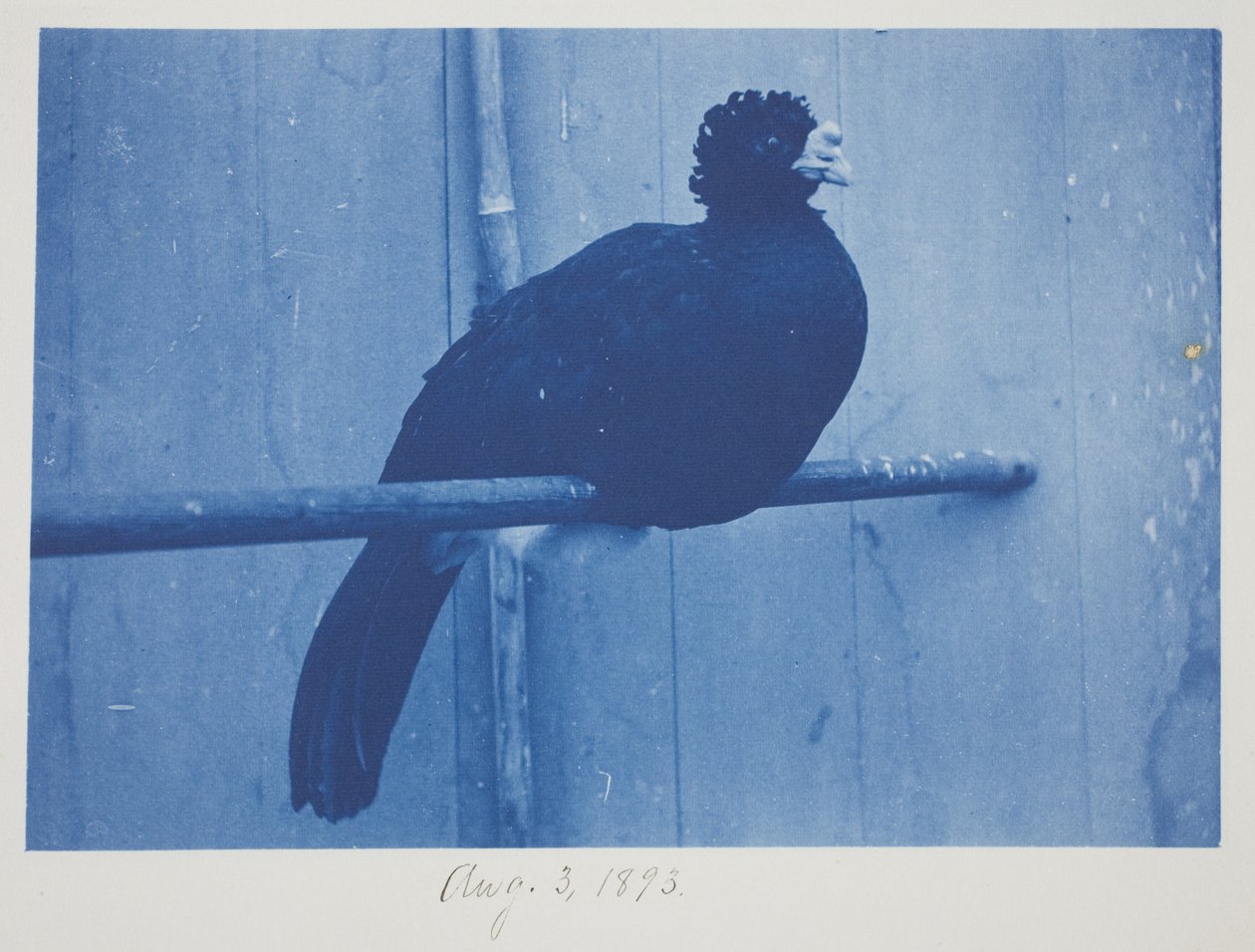 Store Curassow, 3. august af Frederick K. Coulson
