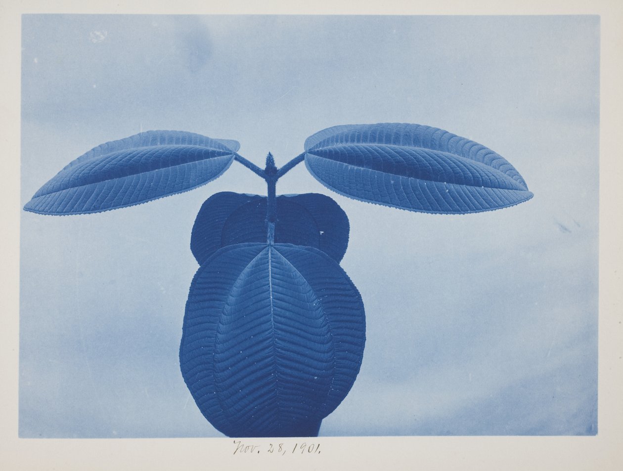 Tibouchina, 28. november af Frederick K. Coulson