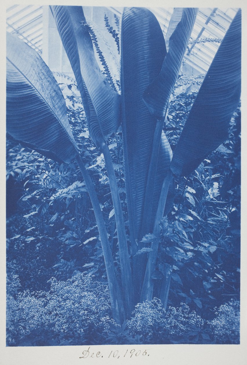 Uden titel, 10. december af Frederick K. Coulson