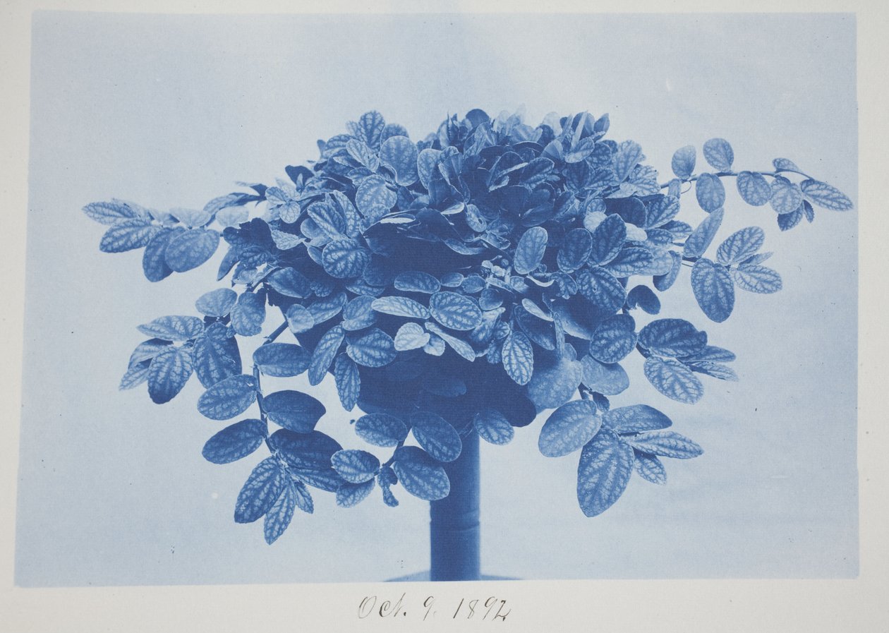 Uden titel, 9. oktober af Frederick K. Coulson