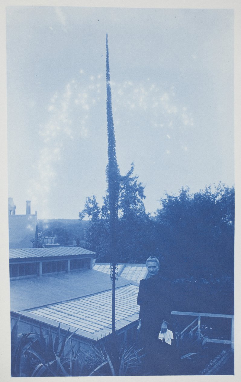 Uden titel, slutningen af det 19.-begyndelsen af det 20. århundrede (cyanotype på cremevævet papir) af Frederick K. Coulson