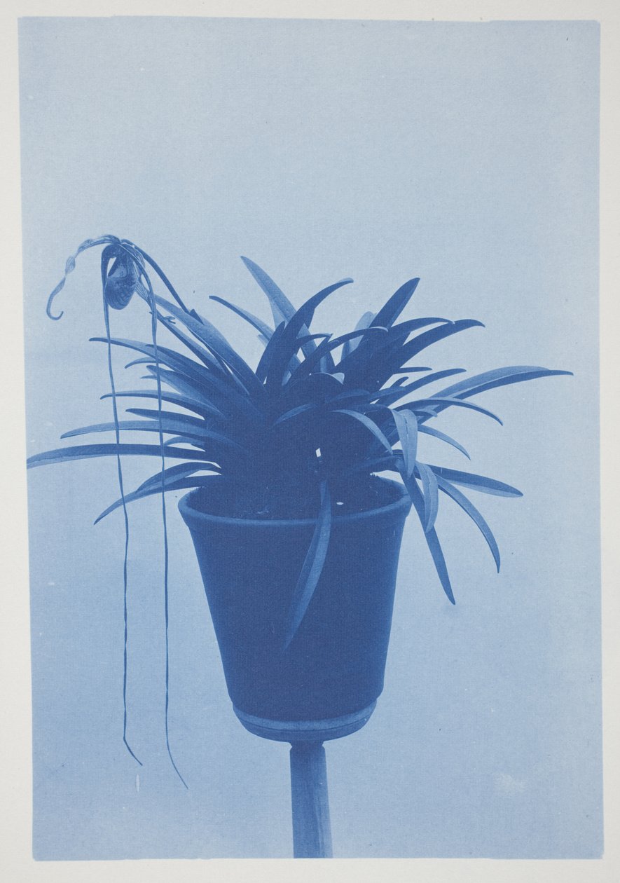 Uden titel, slutningen af det 19.-begyndelsen af det 20. århundrede (cyanotype på cremevævet papir) af Frederick K. Coulson