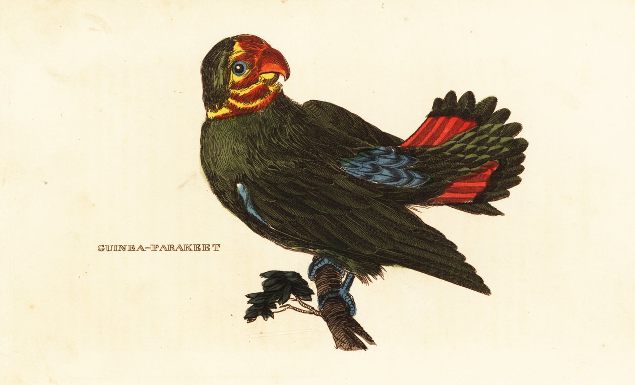 Rødhovedet dvergpapegøje, Agapornis pullarius af Frederick Polydor (after) Nodder