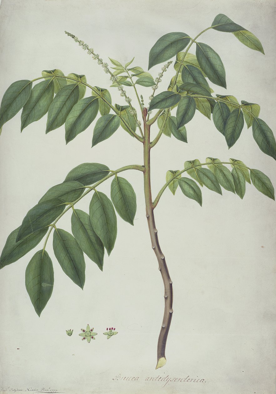 Brucea Antidysenterica, 1777 (wc og f.Kr. over grafit på vellum) af Frederick Polydor Nodder
