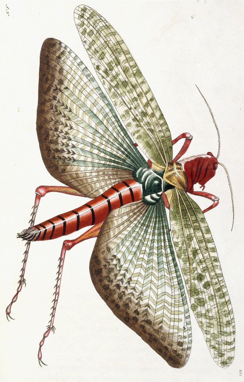 Egyptisk græshoppe, 1790 af Frederick Polydor Nodder