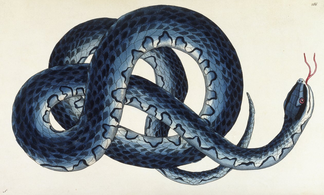 Southern Water Snakedani af Frederick Polydor Nodder