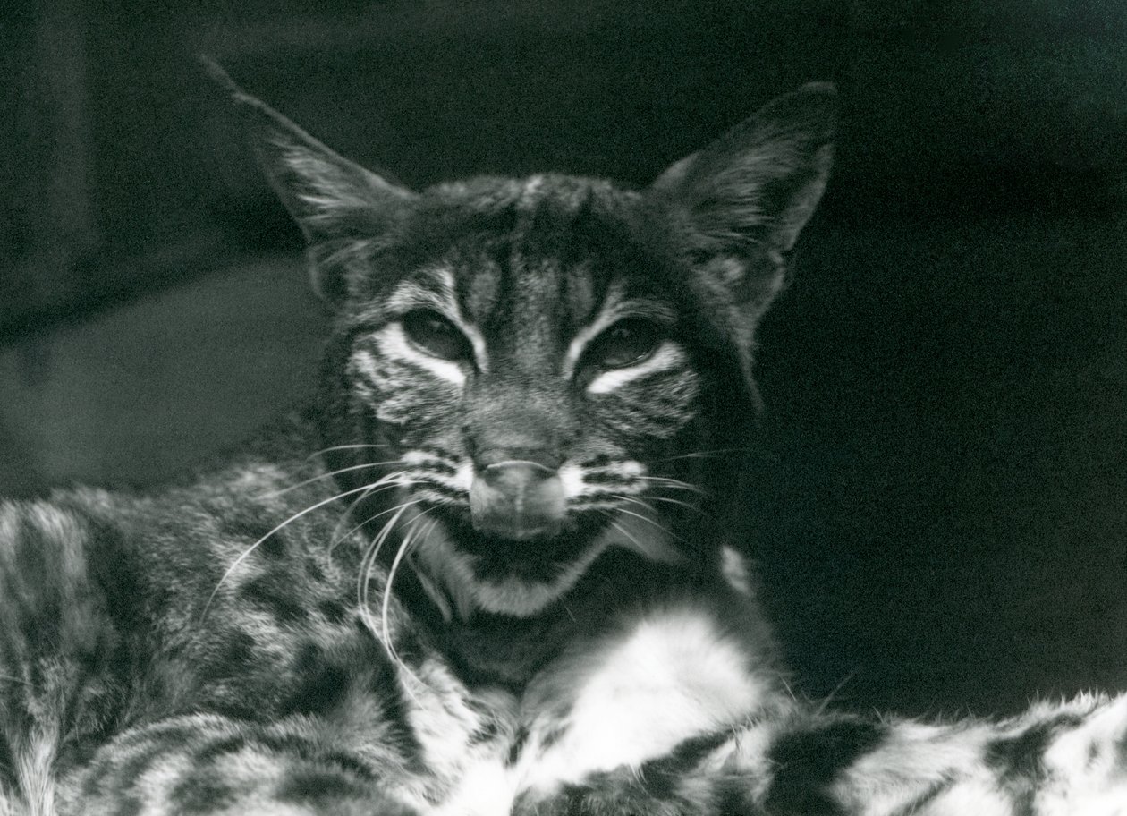 En baby Lynx Bobcat slikker sig om læberne, London Zoo, juni 1925 af Frederick William Bond