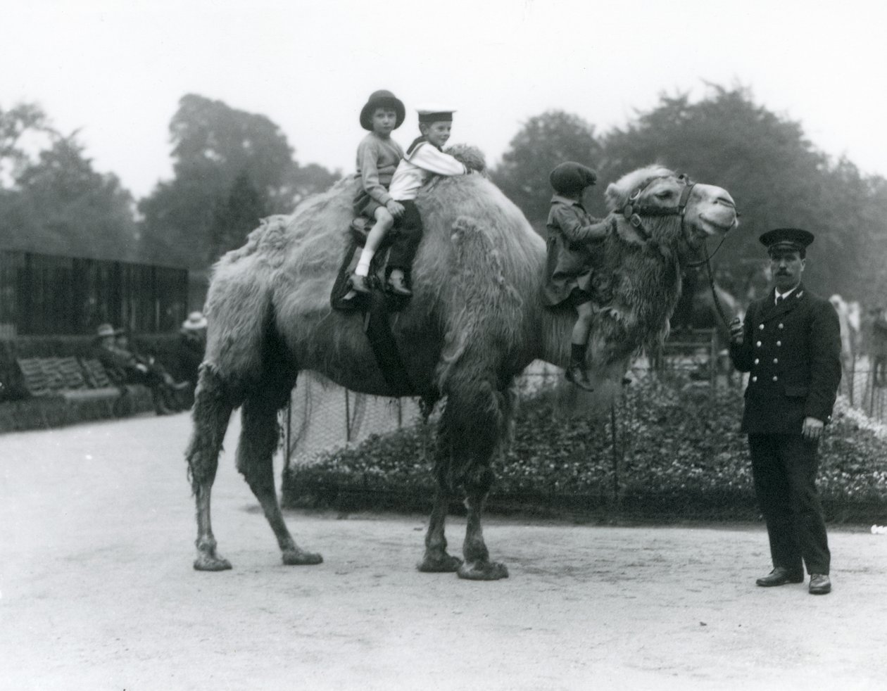 En tur med Bactrian Camel med målmanden Harry Warwick i London Zoo, juni 1924 af Frederick William Bond