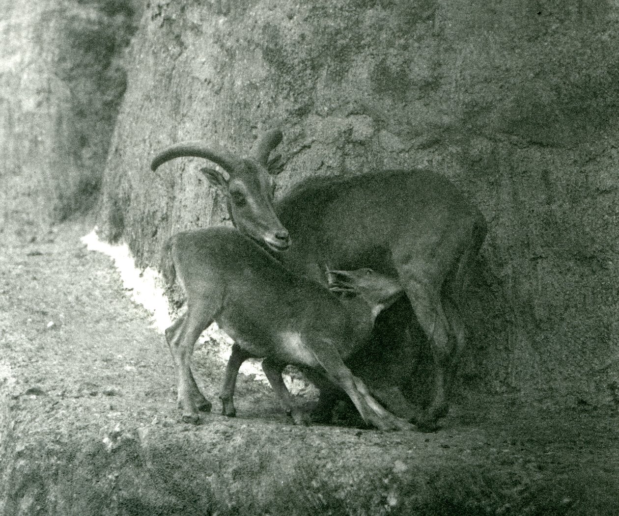 Et Barbary-får Aoudad WaddanAruiArruis fodrer sit lam på Mappin Terraces, London Zoo, august 1927 af Frederick William Bond