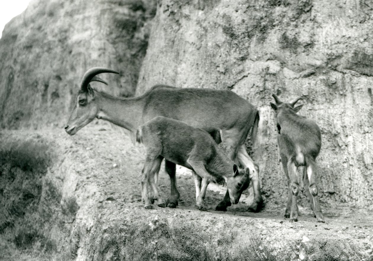 Et Barbary-får/Aoudad/Waddan/Arui/Arruis står med sine to unger på Mappin Terraces, London Zoo, august 1927 (s/h-foto) af Frederick William Bond
