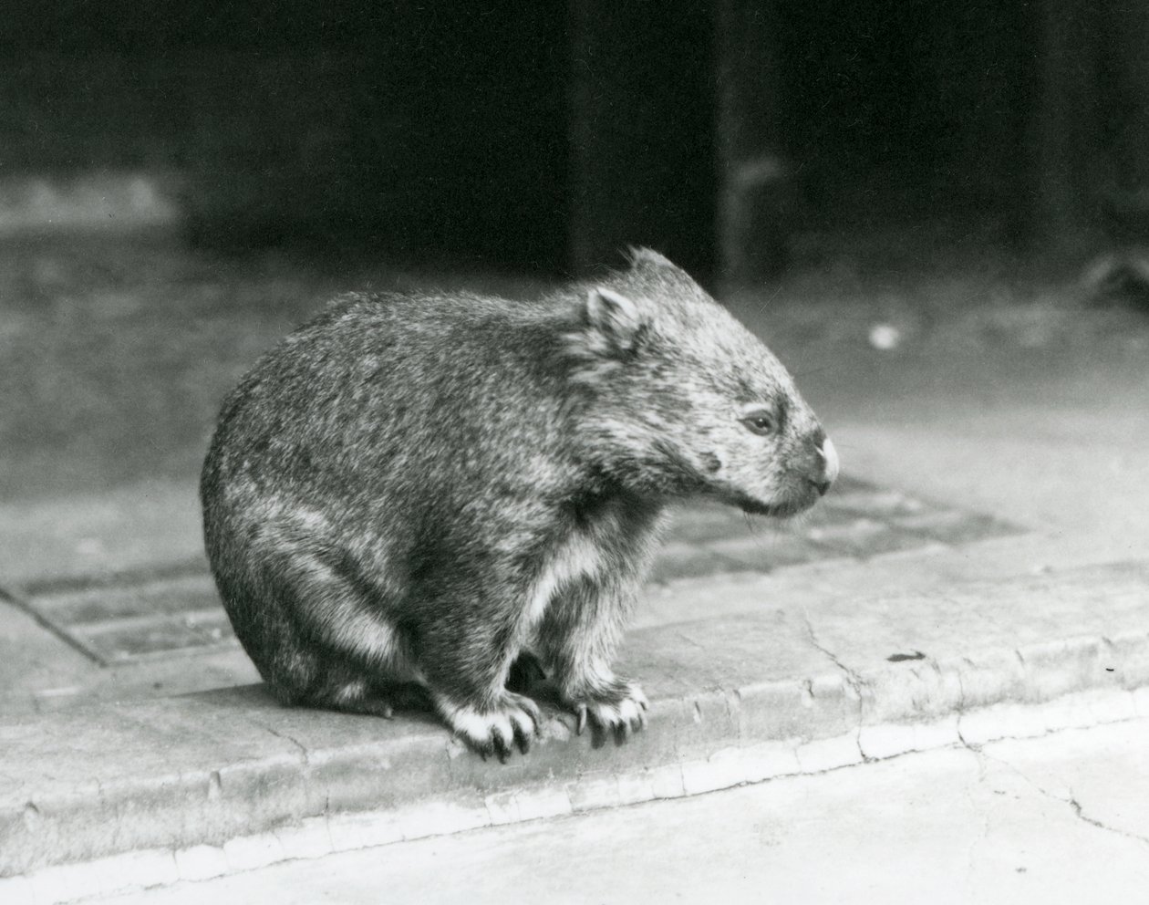En barnæset/almindelig/grovhåret wombat siddende på jorden i London Zoo i 1929 (s/h-billede) af Frederick William Bond