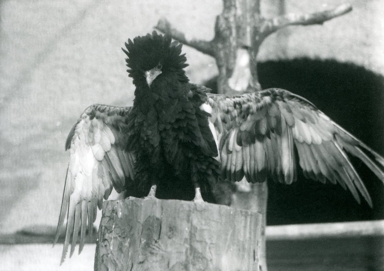 En Bateleur Eagle står på en træstub og spreder sine vinger, London Zoo, 1925 af Frederick William Bond