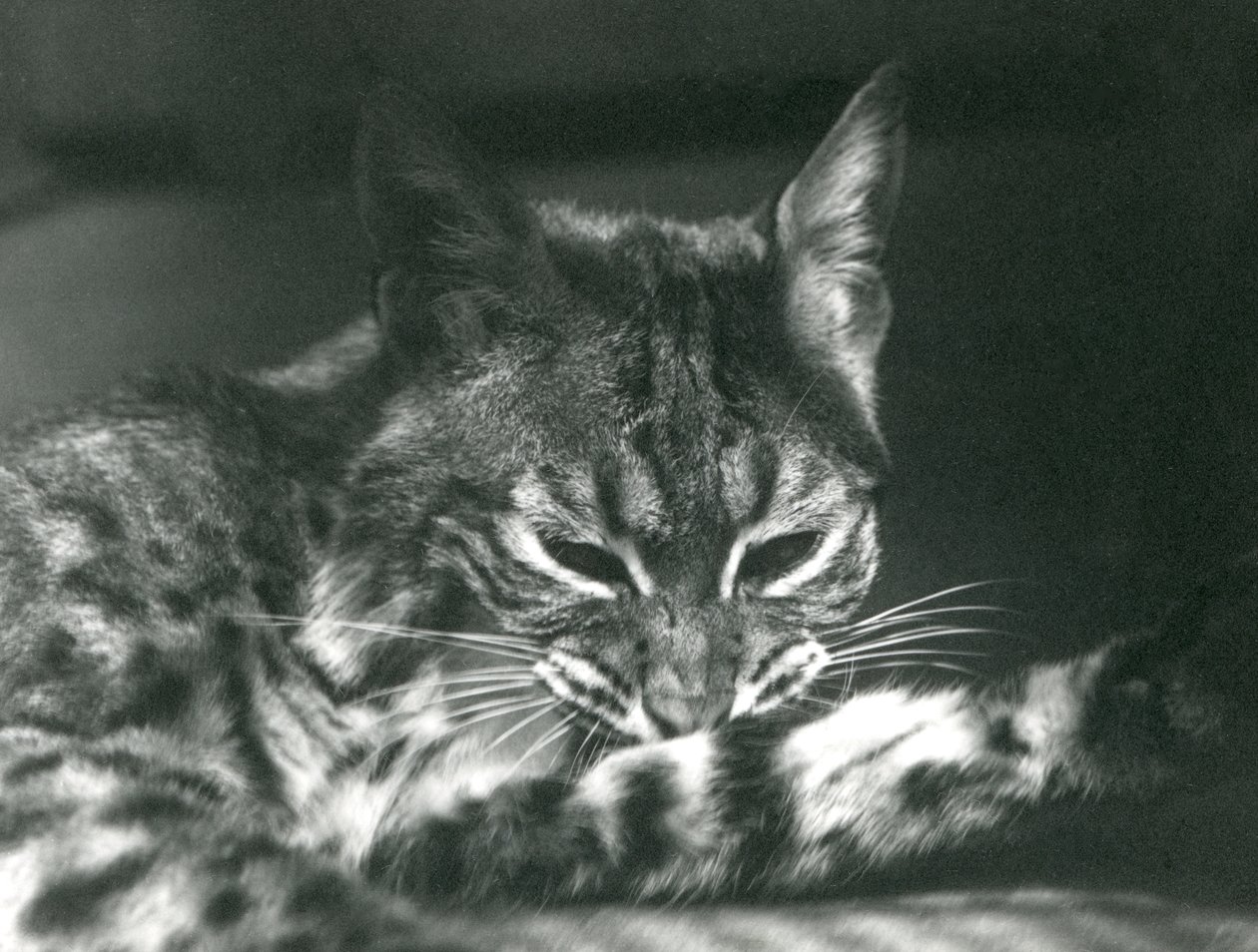 En Bay Lynx Bobcat pleje af Frederick William Bond