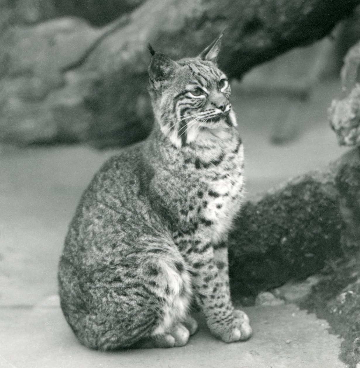 En Bay Lynx eller Bobcat sidder oppe i London Zoo, marts 1927 af Frederick William Bond