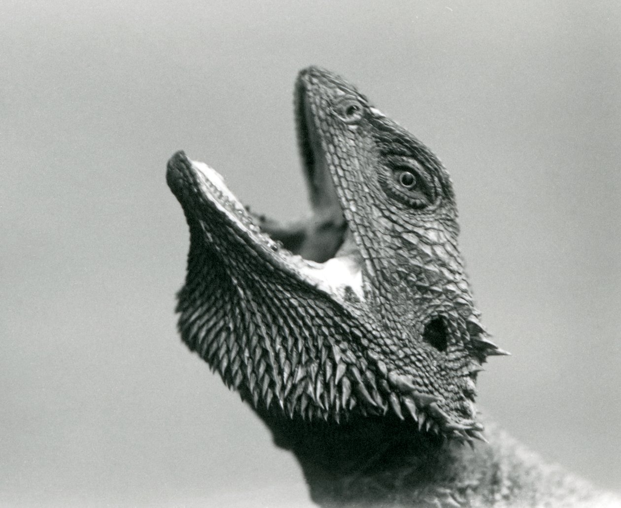En skægget drage ser opad og måbende, London Zoo, august 1928 (s/h-foto) af Frederick William Bond