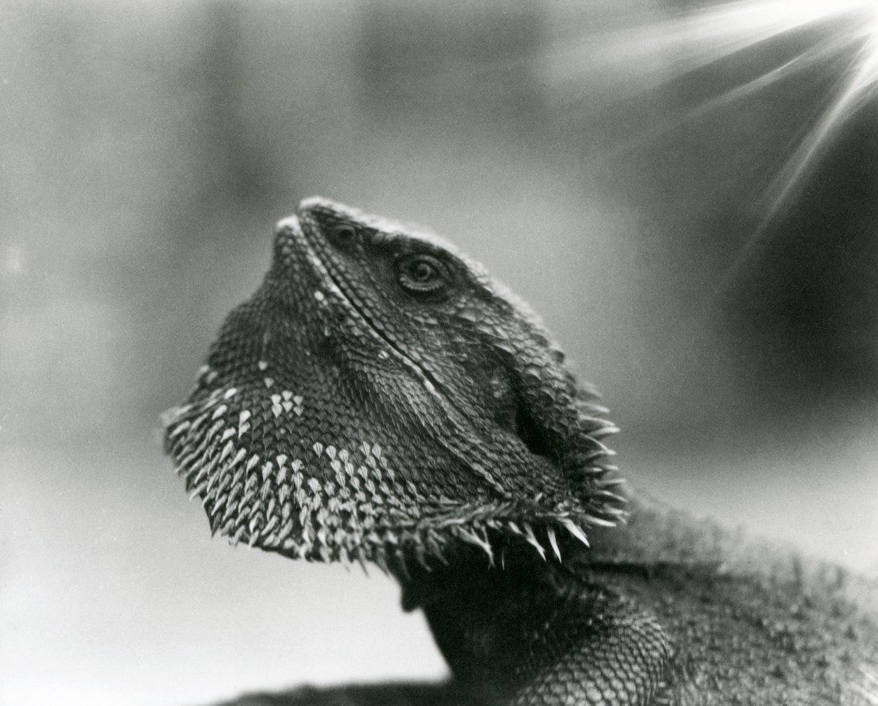 En skæg firben kigger op i London Zoo i 1930 (s/h-billede) af Frederick William Bond