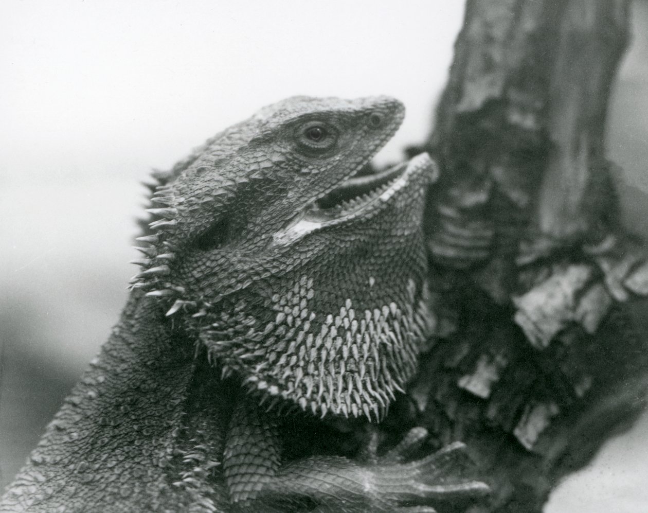 En skægøgle med åben mund, der holder fast i en gren, London Zoo af Frederick William Bond