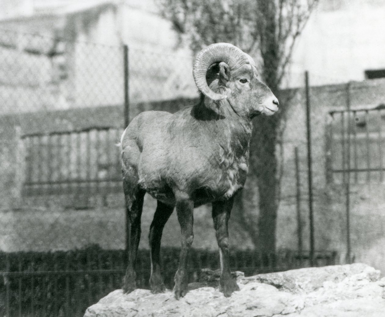 En Bighorn Sheep-vædder, der står på en klippe og kigger ud over hans indhegning ved foden af Mappin Terraces, London Zoo. 1931 (s/h-billede) af Frederick William Bond