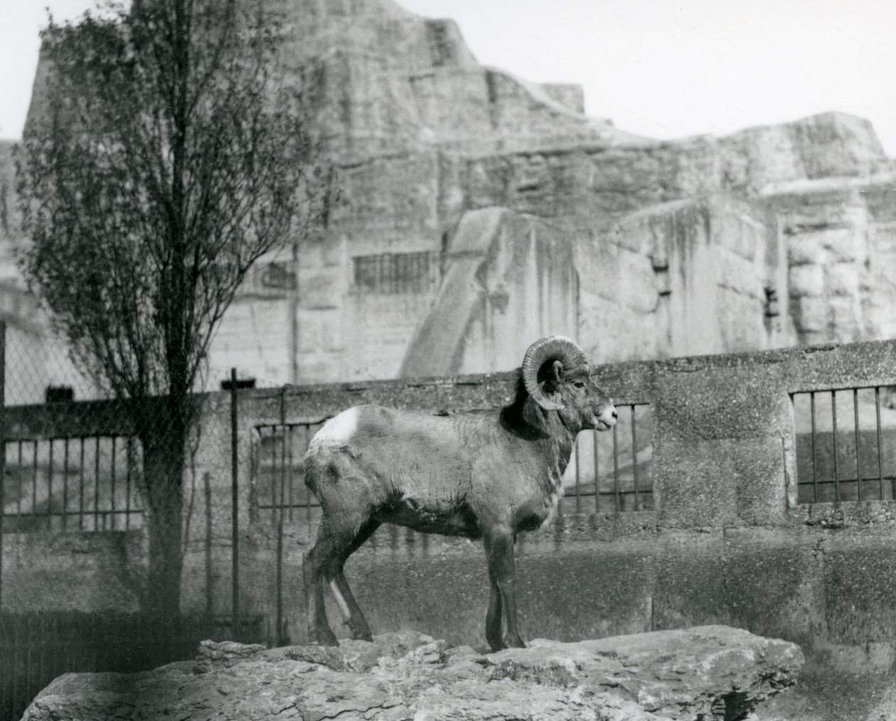 En Bighorn Sheep-vædder, der står på en klippe og kigger ud over hans indhegning ved foden af Mappin Terraces, London Zoo. 1931 (s/h-billede) af Frederick William Bond