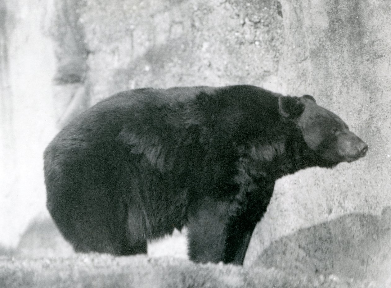 En sort bjørn stående i sin indhegning, på Mappin Terraces, i London Zoo i 1924 (s/h foto) af Frederick William Bond