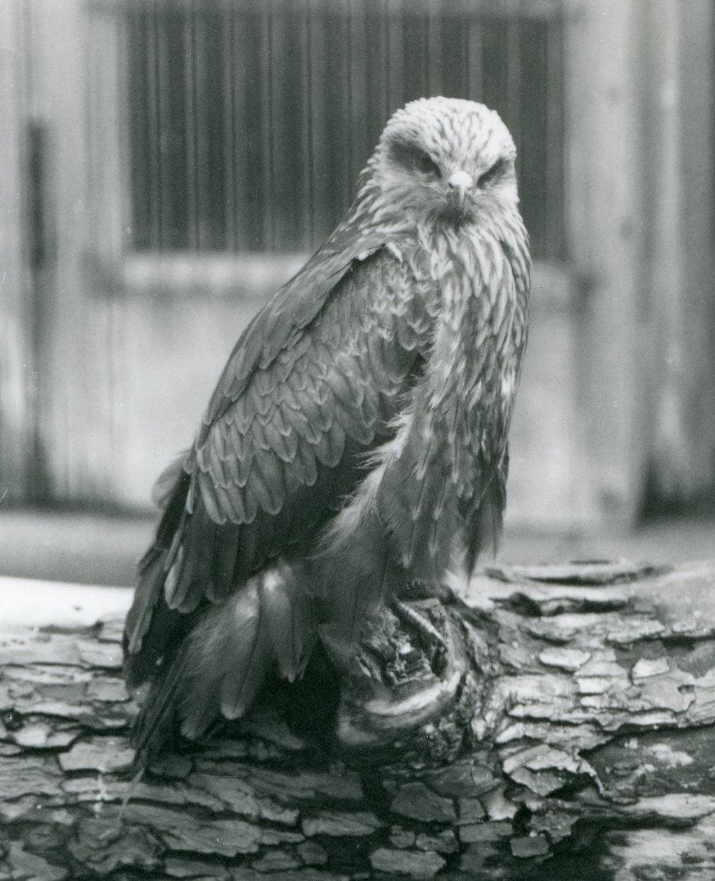 En sort glente hviler på en træstamme, London Zoo, august 1926 (s/h-foto) af Frederick William Bond
