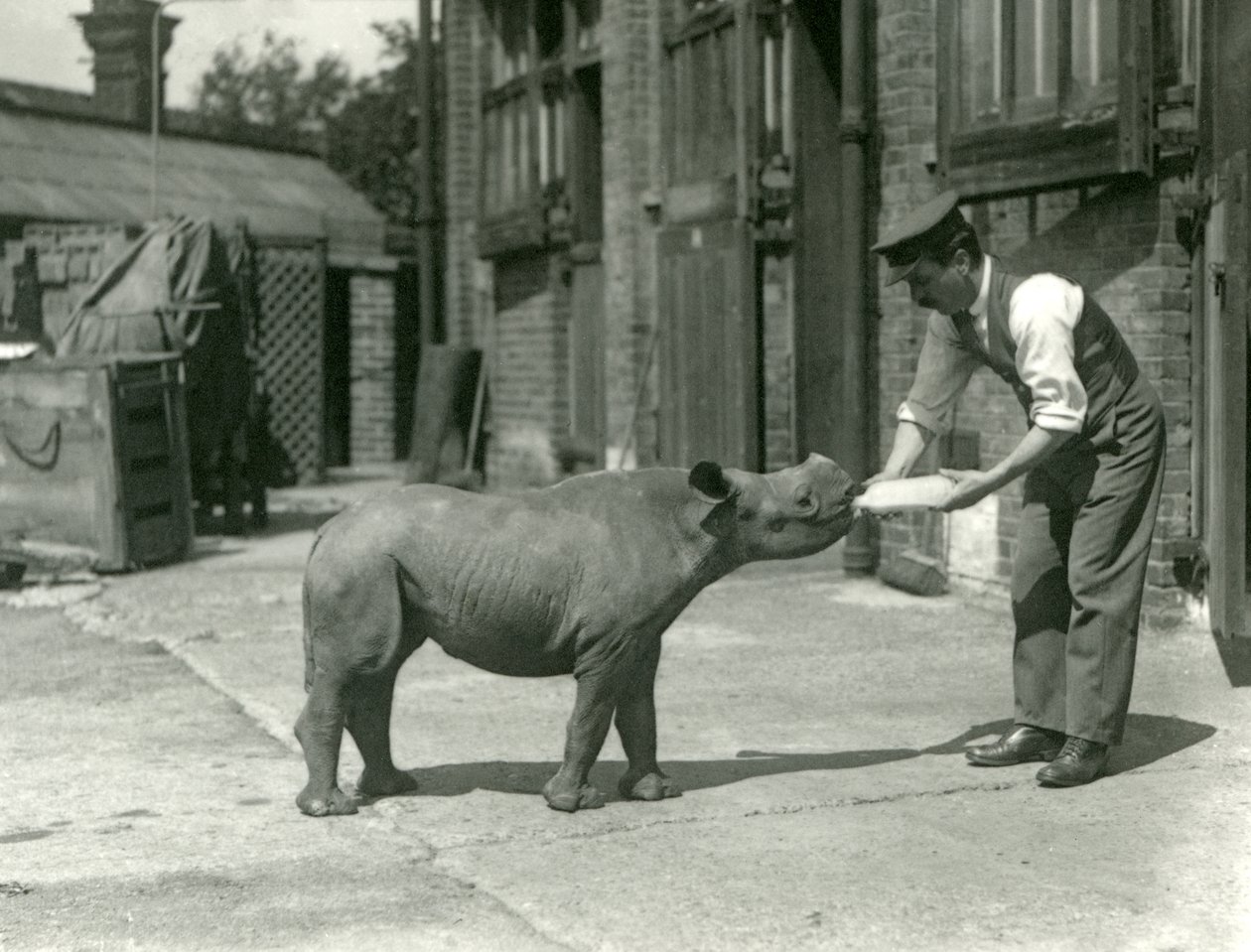 En sort næsehorn-kalv, der bliver flaskefodret af sin dyrepasser, London Zoo, september 1928 af Frederick William Bond