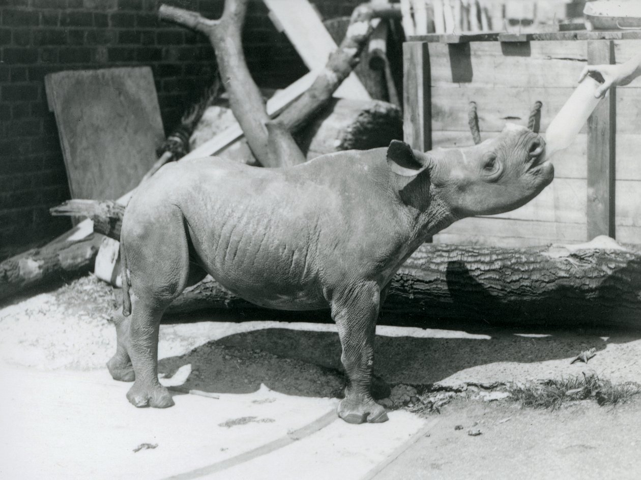 En sort næsehorn-kalv, der bliver flaskefodret af sin dyrepasser, London Zoo, september 1928 af Frederick William Bond