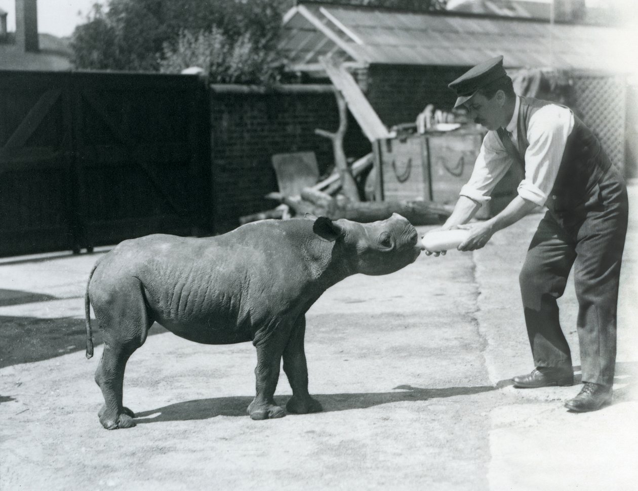 En sort næsehorn-kalv, der bliver flaskefodret af sin dyrepasser, London Zoo, september 1928 af Frederick William Bond