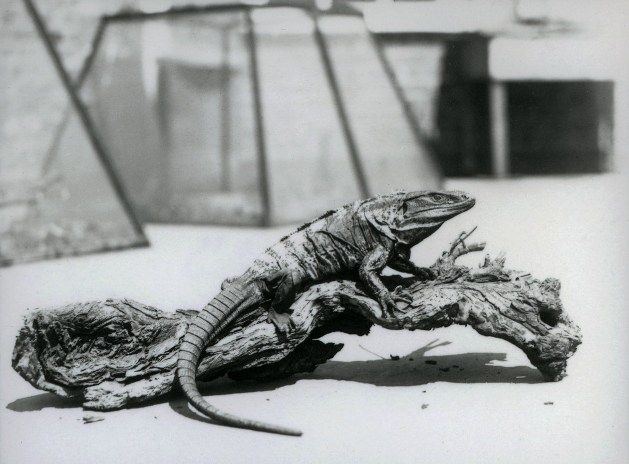 En sort toget hale-leguan hviler på en træstamme i London Zoo i august 1928 (s/h-foto) af Frederick William Bond