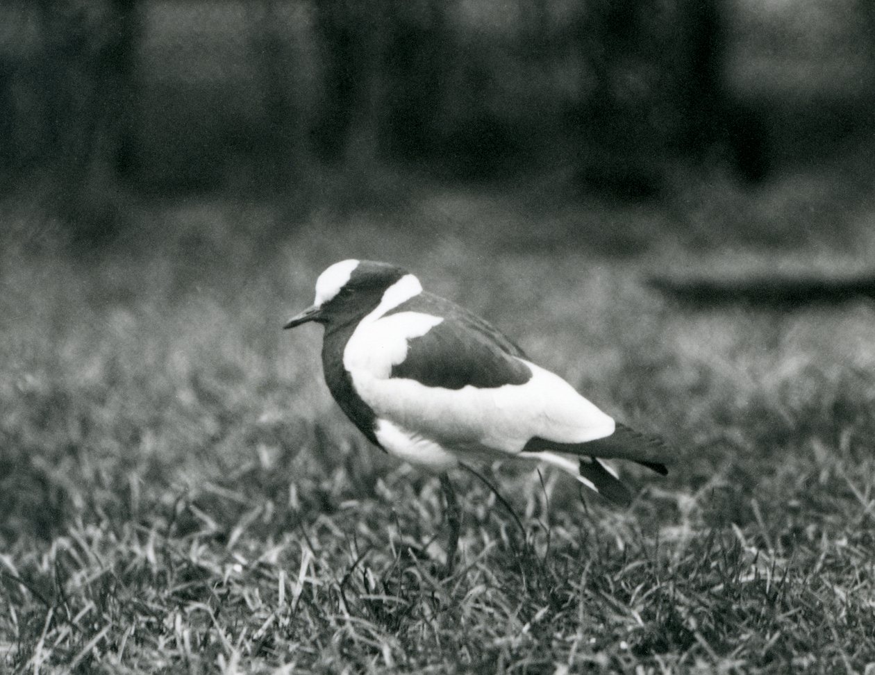 En smedvibe stående på græs i London Zoo, august 1927 af Frederick William Bond