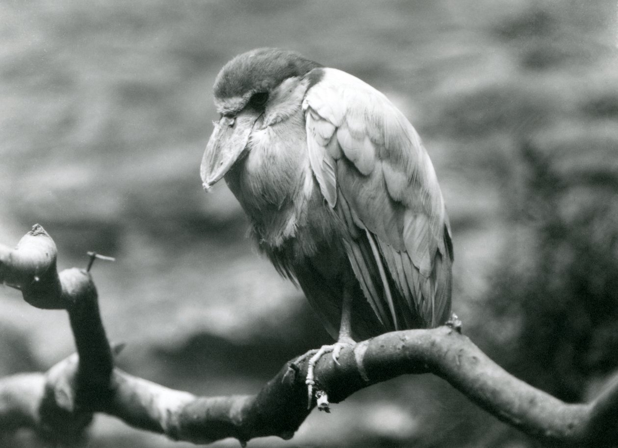 En bådnæbbet hejre, eller bådnæb, siddende på en gren i London Zoo, juni 1924 af Frederick William Bond