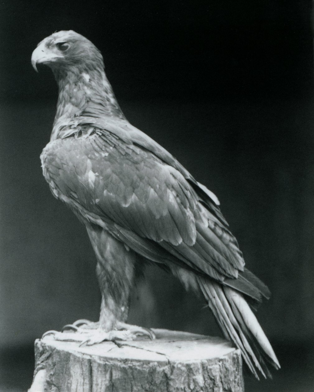 En støvlet ørn stående på en træstub i London Zoo i juni 1926 af Frederick William Bond