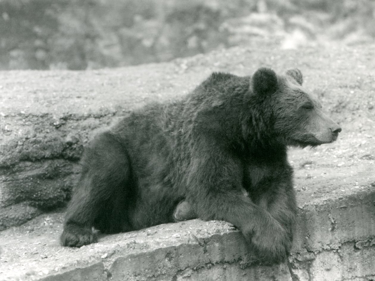 En brun bjørn hviler på en afsats i London Zoo i 1924 af Frederick William Bond