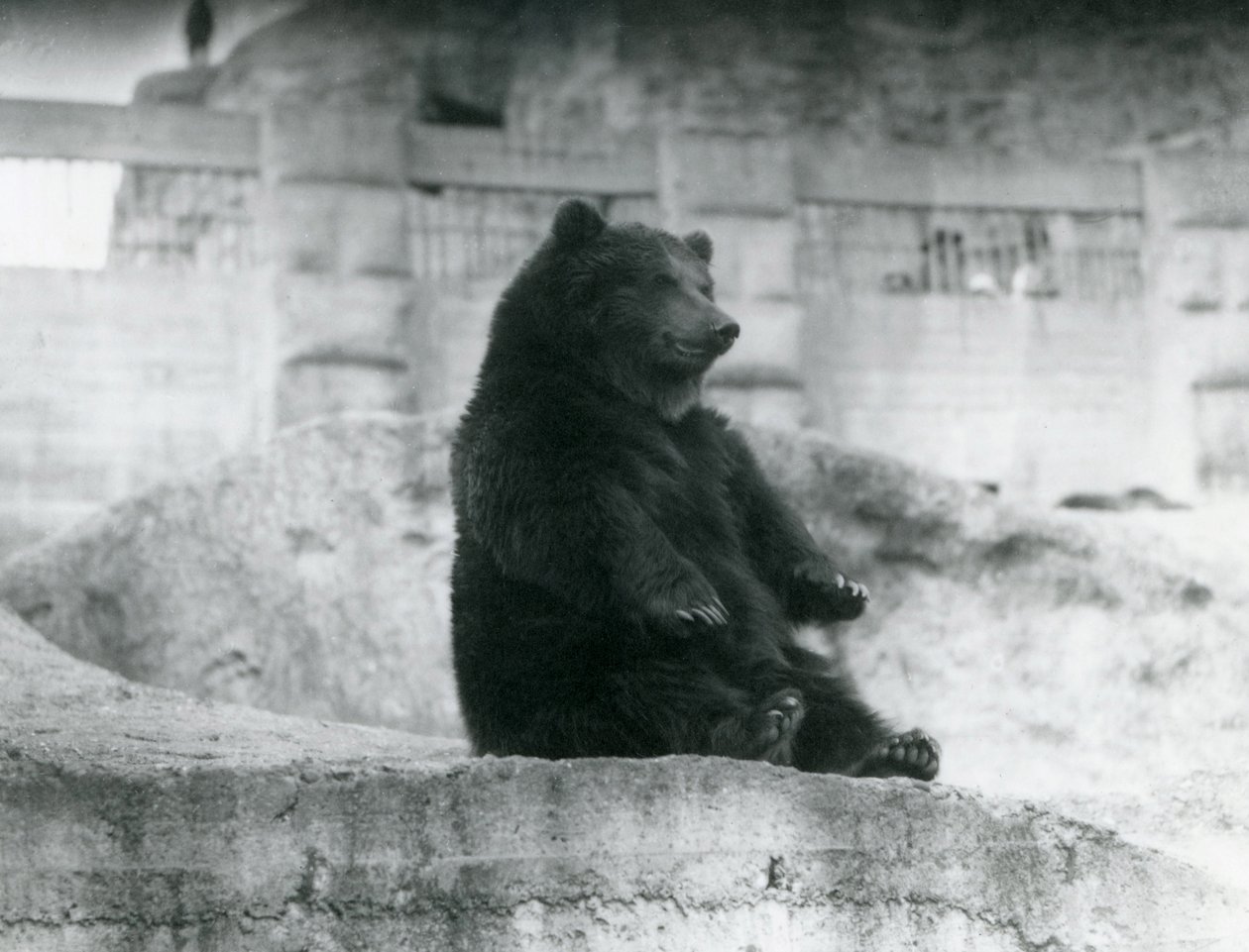 En brun bjørn, der sidder oppe i sin indhegning ved foden af Mappin Terraces i London Zoo, september 1921 af Frederick William Bond