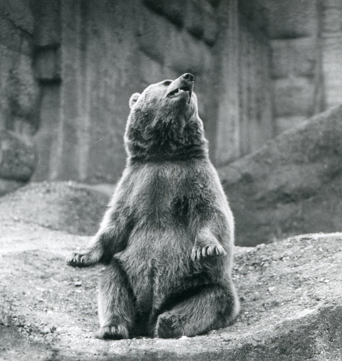 En brun bjørn sidder på en klippeside i London Zoo i september 1927 af Frederick William Bond