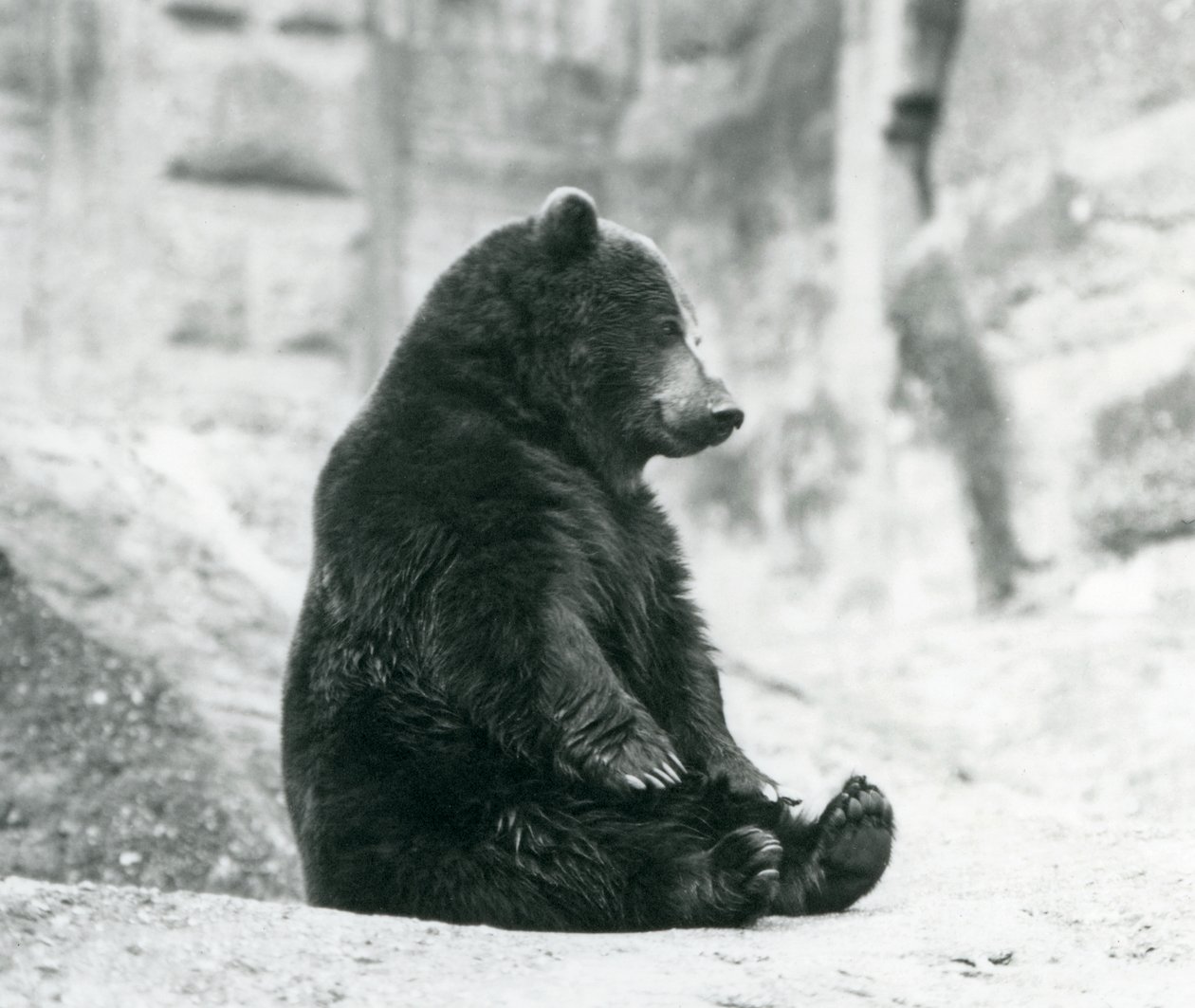 En brun bjørn, der sidder oppe på klipperne ved Mappin Terraces, London Zoo, juni 1928 af Frederick William Bond