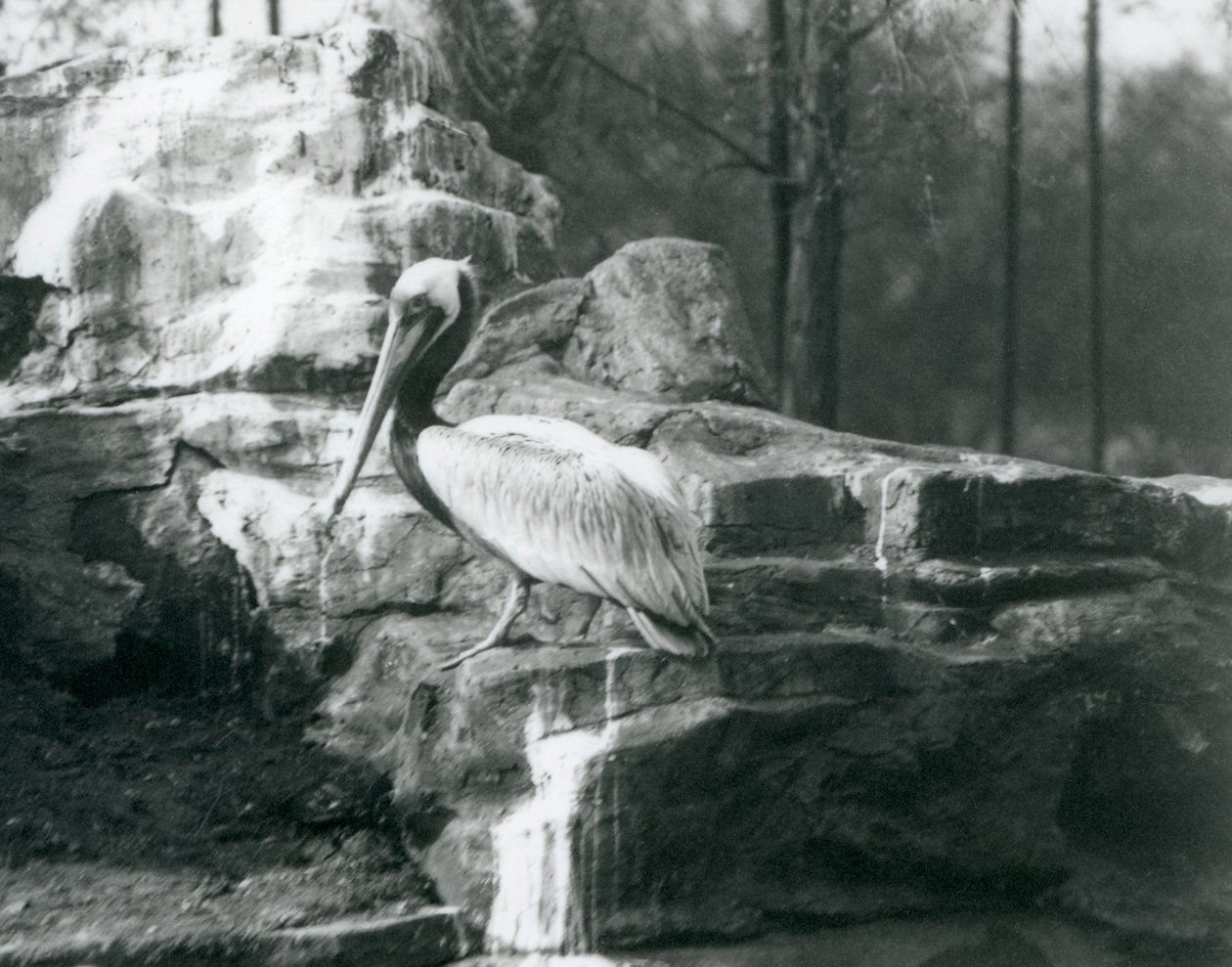 En brun pelikan stående på klipper i London Zoo i juni 1927 af Frederick William Bond